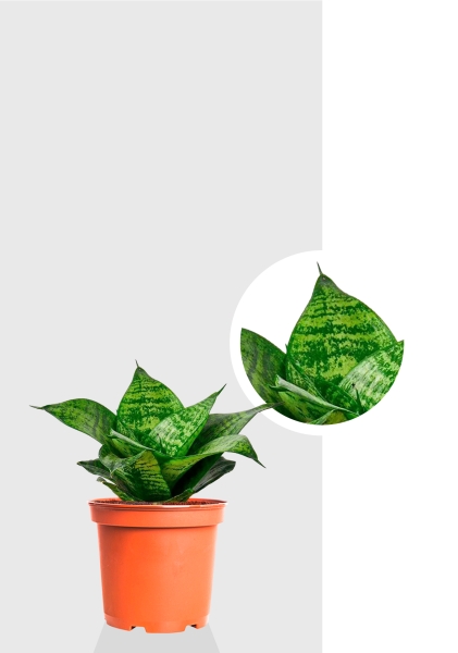 Сансевиерия Ханни 12/25 см