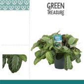 Маранта Сильвер Бенд d17 см h25 см