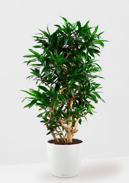 Драцена Песнь Ямайке 32/130 в CLASSICO Color 43