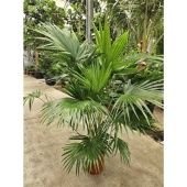 Ливистона d34 см h200 см