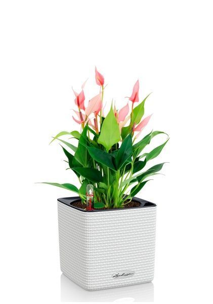Антуриум Лилли 14/40 см в CUBE COLOR 16 Антуриум Лилли 14/40 см в CUBE COLOR 16