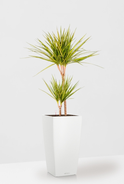 Драцена Маргината Санрей 2 ствола 17/70 см CUBICO COLOR 22