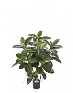 Фикус Эластика куст зелёный