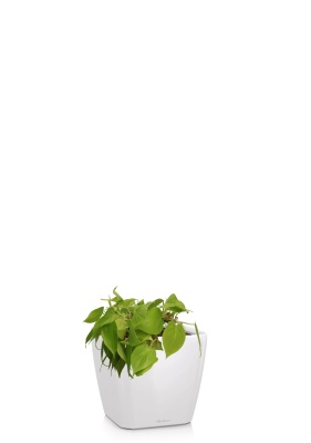 Филодендрон Лайм 15/40 см в QUADRO LS 21