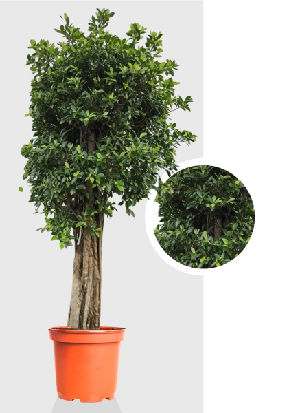 Фикус Нитида на толстом стволе 80/280 см Фикус Нитида на толстом стволе 80/280 см