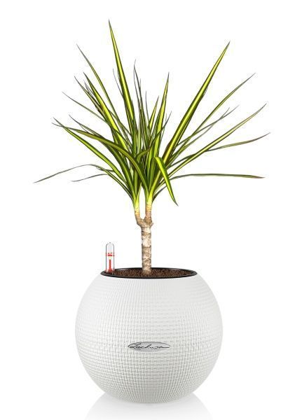 Драцена Маргината Санрей 12/40 см в PURO 20