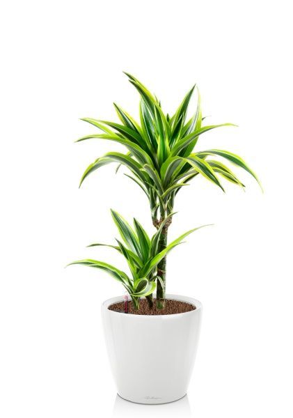 Драцена Лемон Лайм 2 ствола 17/65 см в CLASSICO LS 21 Драцена Лемон Лайм 2 ствола 17/65 см в CLASSICO LS 21