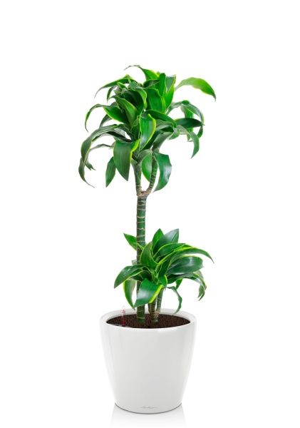 Драцена Дорадо 2 ствола 19/100 см в CLASSICO LS 28