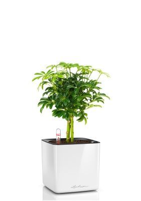 Шеффлера компакта на штамбе 12_40 см в CUBE GLOSSY 14 Шеффлера компакта на штамбе 12_40 см в CUBE GLOSSY 14