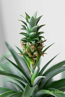 Ананас 12/40 см в PURO 20