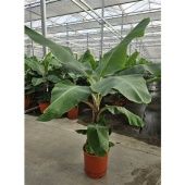 Банан Dwarf Cavendish d34 см h200 см Банан Dwarf Cavendish d34 см h200 см