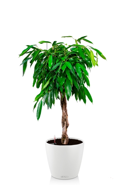 Фикус Амстел Кинг переплетенный 30/140 см в CLASSICO COLOR 28 Фикус Амстел Кинг переплетенный 30/140 см в CLASSICO COLOR 28