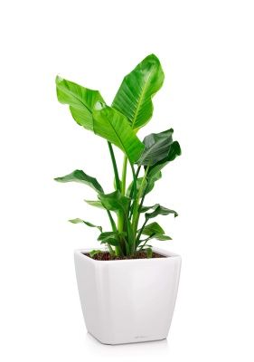 Стрелиция Николай 24/130 см в QUADRO LS 28, белый блестящий