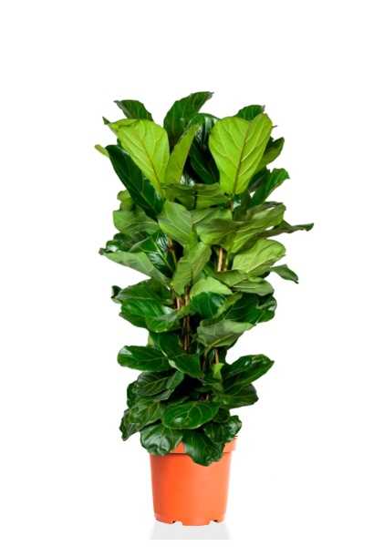 Фикус Лирата 3 ствола d28 см h140 см Фикус Лирата 3 ствола d28 см h140 см