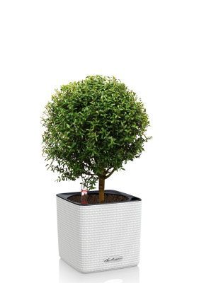 Мирт CUBE COLOR 14/30 см Белый Мирт CUBE COLOR 14/30 см Белый