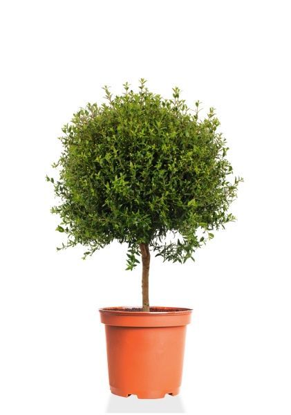 Мирт 15/50 см Мирт 15/50 см