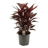 Кордилина Мамбо d19 см h55 см