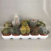 Кактусы микс d12 см h10 см тип 1 Кактусы микс d12 см h10 см тип 1