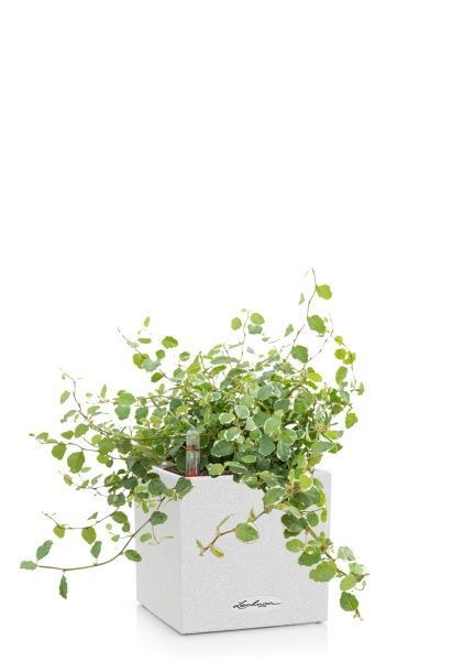 Фикус Пумила в CANTO STONE 14