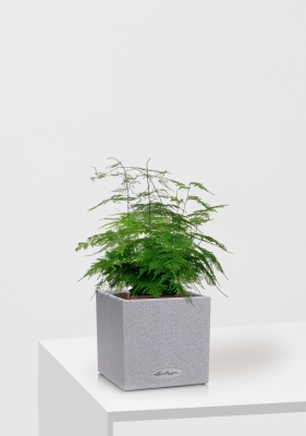 Аспарагус в CANTO STONE 14, серый камень 