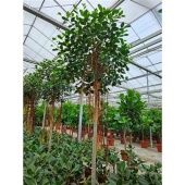 Фикус австралийский на стволе d70 см h400 см