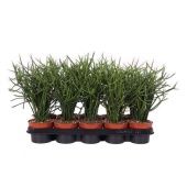 Эуфорбия Тирукали d12 см h35 см Эуфорбия Тирукали d12 см h35 см