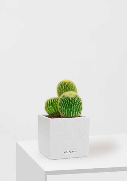 Кактус Пародия Ленингхауза 12/20 см в CANTO STONE 14