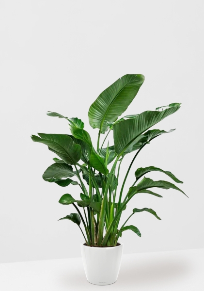 Стрелиция Николай 35/180 см в CLASSICO LS 43 Стрелиция Николай 35/180 см в CLASSICO LS 43