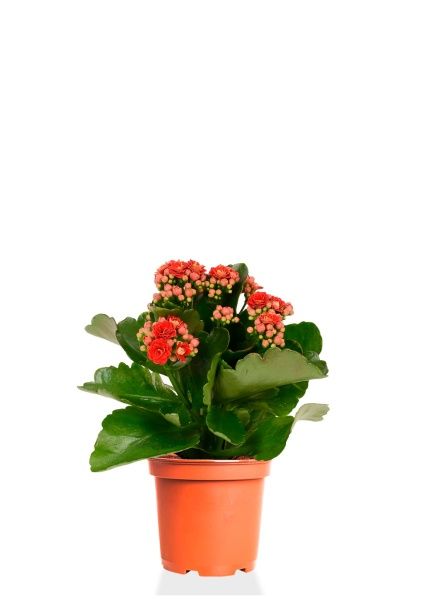 Каланхоэ микс 12/30 см Каланхоэ микс 12/30 см