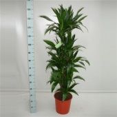 Драцена Джанет Крейг бранч разветвленная d27 см h145 см Драцена Джанет Крейг бранч разветвленная d27 см h145 см