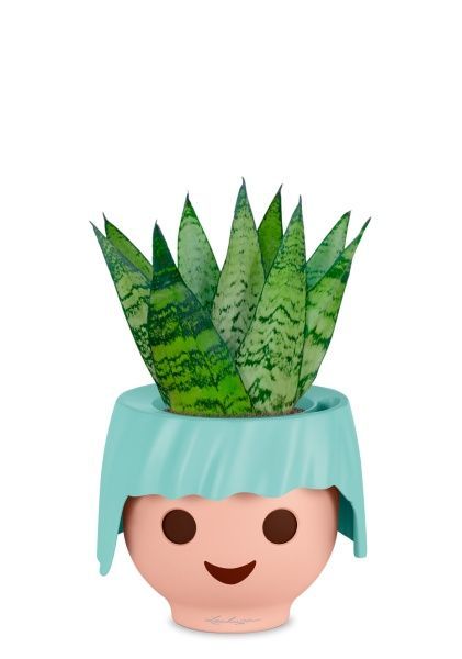 Сансевиерия Зейланика Фан 12/35 см в OJO