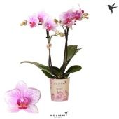 Фаленопсис 2 ствола Rotterdam 22+ (ok) d9 см h40 см