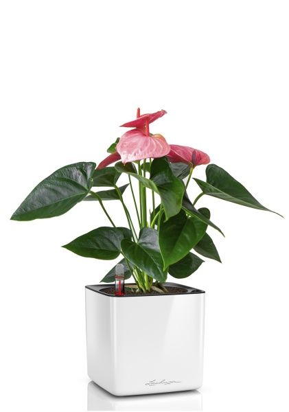 Антуриум розовый в CUBE GLOSSY 14 Антуриум розовый в CUBE GLOSSY 14