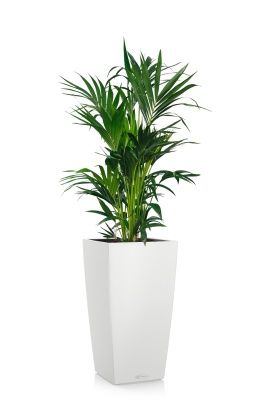 Ховея Кетия 27/120 см в CUBICO COLOR 40, белый