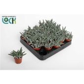 Крассула Сильвер Спарк денежное дерево d5.5 см h10 см Крассула Сильвер Спарк денежное дерево d5.5 см h10 см