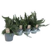 Розмарин пряная трава d14 см h20 см