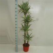 Драцена Вайт Страйп 4 ствола d27 см h170 см