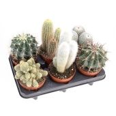 Кактус микс d12 см h20 см тип 2