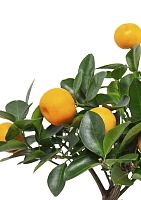 Цитрус Каламондин 12/30 см в CANTO STONE 14 Цитрус Каламондин 12/30 см в CANTO STONE 14