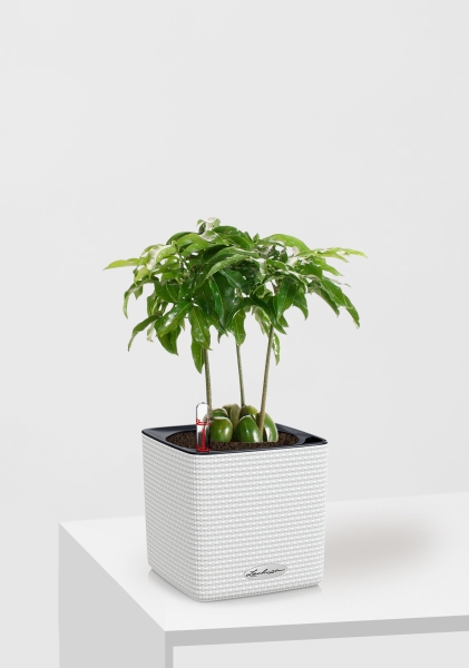 Каштаноспермум 12/40 см в CUBE Color 14 