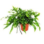 Микросорум d17 см h40 см