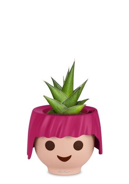 Сансевиерия Аббей Краун в OJO