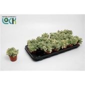 Котиледон суккулент вариегатный d8.5 см h15 см Котиледон суккулент вариегатный d8.5 см h15 см