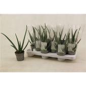 Алоэ Вера 10,5/35 см тип 1