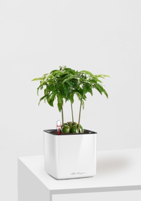 Кастаноспермум в CUBE GLOSSY 14, белый блестящий