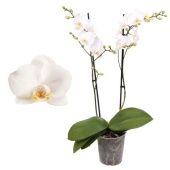 Фаленопсис 2 ствола Multiflora White 30+ (pannekoek) d12 см h39 см Фаленопсис 2 ствола Multiflora White 30+ (pannekoek) d12 см h39 см