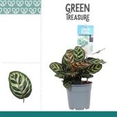 Калатея Макояна d12 см h30 см Калатея Макояна d12 см h30 см