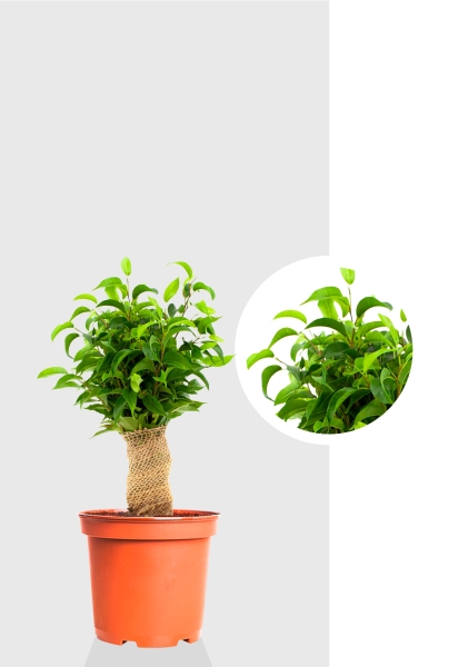 Фикус Бенджамина Наташа в джуте 12/30 см Фикус Бенджамина Наташа в джуте 12/30 см