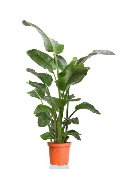 Стрелиция Николай 24/130 см Стрелиция Николай 24/130 см