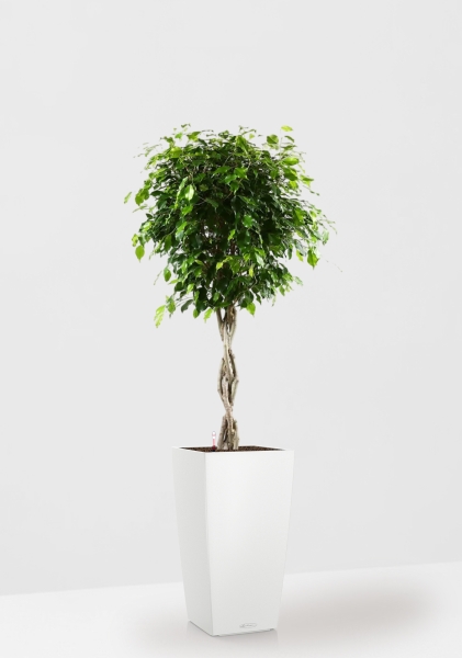 Фикус Бенджамина Экзотика переплетенный в CUBICO COLOR 30